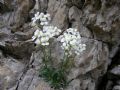 Arabis bellidifolia subsp. stellulata